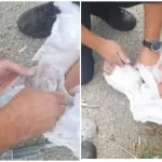 FOTO / Policija na Poljudu pronašla pirotehniku skrivenu u gipsu, privedena 44 navijača
