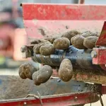 Nijemci masovno dijele tisuće tona besplatnog krumpira nakon najveće berbe u 25 godina