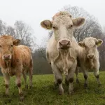 U 2025. porastao broj svinja, a pao broj goveda, ovaca, koza i peradi