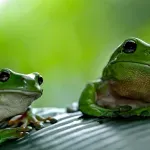 Od sauna za žabe do ljekovitih kupki: Znanstvenici se bore protiv globalne pošasti