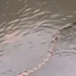 VIDEO / Goleme zmije plivaju kišom potopljenim ulicama na Baliju