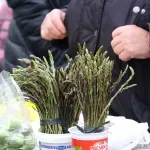 Šparoge stigle na gradske tržnice: Cijene su visoke, a branje bez dozvole skupo se plaća