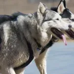 Ove pasmine pasa je najteže dresirati: "Gotovo su poput mačaka"
