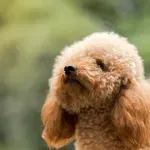 Psi koji se ne linjaju i ne smrde: Popis najboljih pasmina s kojima ćete imati čišći dom