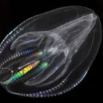 Znanstvenici u nevjerici: Ovo neobično morsko stvorenje trebalo je umrijeti od starosti, ali se pretvorilo u bebu