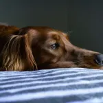 Razišli ste se s partnerom, a imate kućnog ljubimca? Ova država uvela je zajedničko skrbništvo