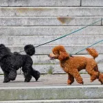 Koliko dugo bi trebale trajati šetnje sa psom?