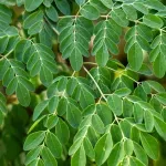 "Čudesno drvo" uklanja 98 posto mikroplastike iz pitke vode