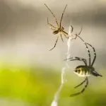 Dva pauka poslana na Međunarodnu svemirsku postaju – znanstvenike iznenadilo što se dogodilo