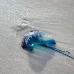 Ovo smrtonosno stvorenje sve se češće pojavljuje na plažama: Znanstvenike posebno brine jedna stvar