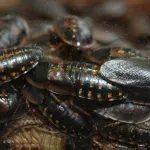 Zagrepčanin muku muči s najezdom žohara: "Ima ih po cijelom gradu, sve sam začepio, i dalje ulaze u stan"