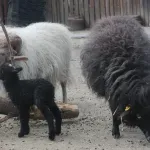 FOTO / Zagrebački ZOO dobio Točkicu, crno janje s bijelim čuperkom