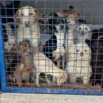 DORH ispitao i u istražni zatvor poslao ženu (76) koja je s pokojnim mužem mučila pse i mačke na Učkoj