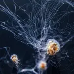 Otkrivena nova smrtonosna vrsta meduze