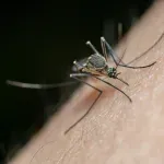 Ako vas ubode komarac, nemojte se češati: Ovaj trik smiruje svrbež