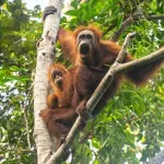 Na rubu izumiranja: Prirodna katastrofa desetkovala tapanuli orangutane