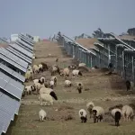 VIDEO / Izgradili najveću solarnu elektranu na svijetu u pustinji, a onda morali dovesti 20.000 ovaca da je spase