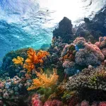 Znanstvenici identificirali koraljne grebene koji bi mogli preživjeti klimatsku krizu