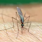 Znanstvenici otkrili zašto komarci neke ljude grizu više nego druge