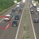 Kaos na zagrebačkoj obilaznici: Svinje ispale iz vozila, stvorila se kolona