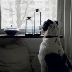 Pas laje i uznemiren je kad ostane sam? Trenerica otkrila što učiniti