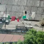 Sve ih je više, a teško ih se riješiti. Zagrepčani upozoravaju na najezdu: "Ostavljaju crne mrlje"