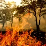Klimatske promjene mogle bi utrostručiti područja požara u Europi