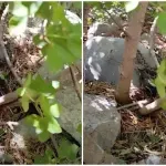 VIDEO / Čuvar prirode snimio rijedak prizor: Poskok se na Sjevernom Velebitu hrani pticom
