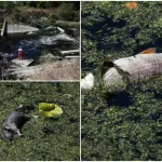 FOTO, VIDEO / Masovni pomor ribe u rijeci Savi zbog izlijevanja nepoznatih otpadnih voda