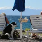 Vodite psa na ljetovanje? Na Jadranu je skoro 300 plaža za pse. Provjerili smo gdje se nalaze