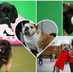 5 pasmina pasa koje izgledom ulijevaju strah, a zapravo imaju nježno srce