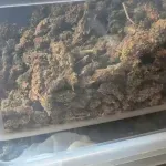 FOTO / U kući u Konavlima policija pronašla laboratorij i kilogram trave