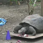 "Izvanzemaljske kornjače" vratile se na Galápagos