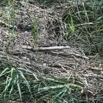 Proglašena prirodna nepogoda zbog suše za dvije općine u Varaždinskoj županiji