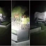 VIDEO / Konji usred noći lutali grobljem kod Otočca, penjali se i na spomenike pokojnika