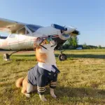 Ne dopuštaju svi ljubimce u avionu: Ovo su pravila europskih aviokompanija