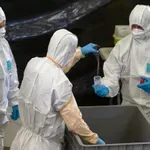 U BiH novi slučajevi afričke svinjske kuge u mjestima uz granicu s Hrvatskom i Srbijom