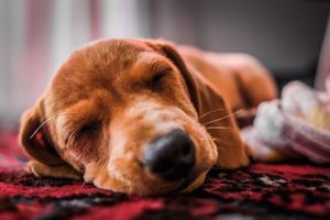 Misteriozna bolest pogađa pse diljem SAD-a: Smrtonosna je i nije poznat njen uzrok
