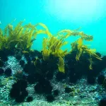 Naučnici upozoravaju na sve masovnije cvetanje morskih algi i trava zbog zagađenja voda