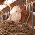 Proizvođač: Ako država ne spreči uvoz jeftinog mleka, đubrivom ćemo prvo zasuti trgovce