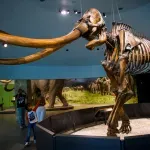 Najstarija RNK dobijena od mamuta Juke otkriva kako je živeo pre 39.000 godina