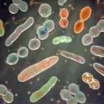 Crevna flora se nakon jedne terapije antibioticima oporavlja mesecima