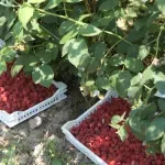 Nemačka štampa o Srbiji: Gruner premešta proizvodnju i stari problem u malinjacima