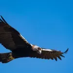 Divlje ptice Srbije u kandžama ilegalnih aktivnosti