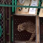 Pet mladunaca geparda prebrodilo težak period u zoo vrtu u Pragu
