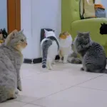 Kako uništiti buve kod mačke?