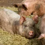 Opština Topola: Područje oko mesta Jelenac proglašeno zaraženim od afričke kuge svinja