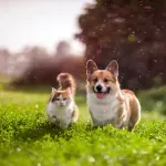 Rasa mačaka koja je po karakteru najsličnija psima