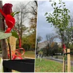 "Novosadske cvetne pijace": Tona starog papira zamenjena za sadnice, akcija se nastavlja