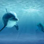 Kako orke koriste delfine za lov: Pametna strategija podvodnog saveza